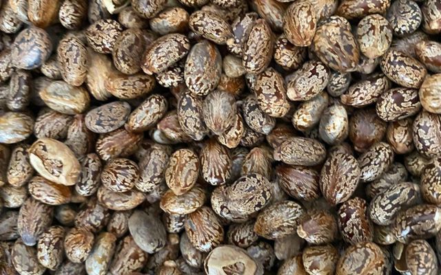 Castor Seeds Product Image